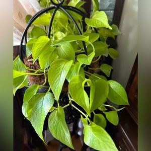 NEON POTHOS rooted